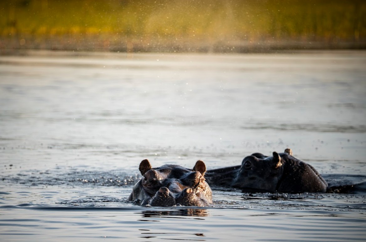 Hippos in the water near operations
